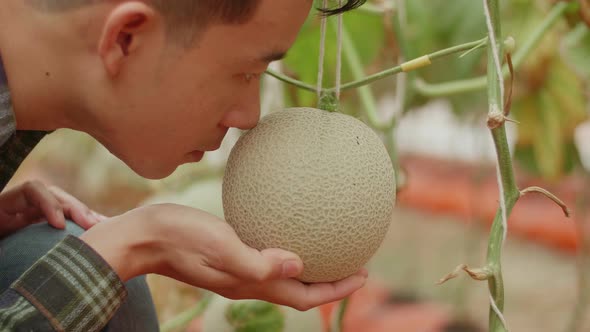 Asian Farmer Smelling Melon In Greenhouse Melon Farm