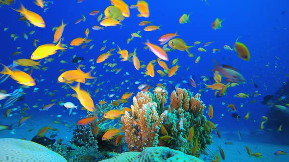 Reef Coral Garden Underwater