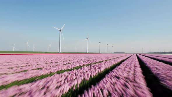 Dutch Red And Pink Tulips On Field With Wind Turbines Generating Renewable Energy On A Wind Farm.- a