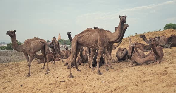 Camels at Pushkar Mela Camel Fair Festival in Field Eating Chewing