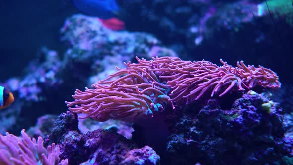 Reef fish Amphiprion clarkii swims next to anthozoa.