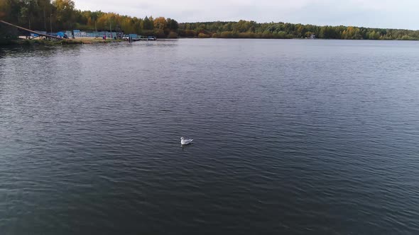 Calm lake with Seagull 09