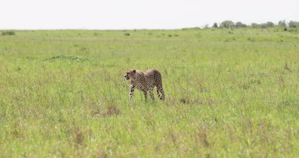 Cheetah females walking along the grass plains Kenya on sunny day, Left pan tracking shot