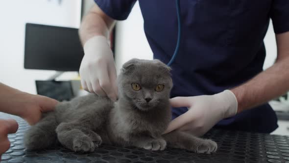 Visit at veterinarian with cat. Shot with RED helium camera in 4K.