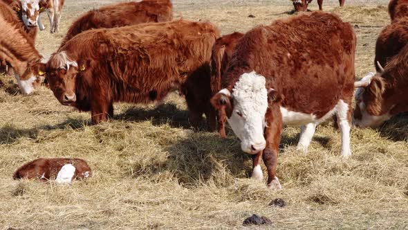 Charolais and Chandler Herefords Cow Eating at Autumn Field