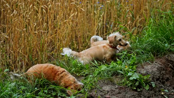 Adorable pets play in nature. 