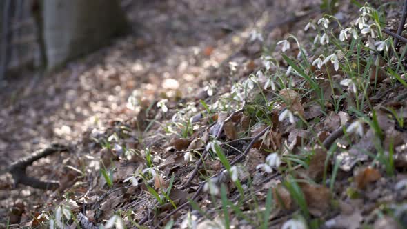 Snowdrops in forest