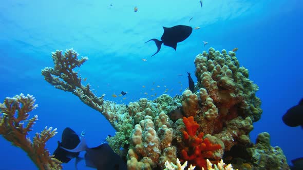 Reef Marine Underwater Scene