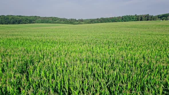 Beautiful Summer Landscape of a Corn Field