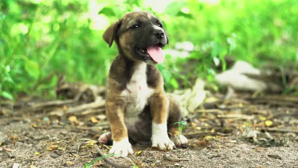 Little puppy sitting outside in nature on a sunny day in Thailand