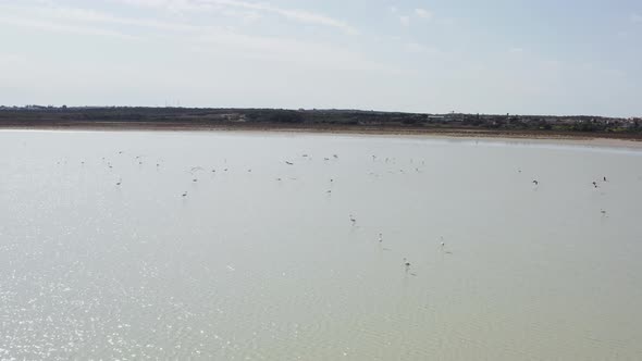 Aerial View Like a Flock of Pink Flamingos Flying Waving