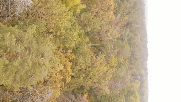 Vertical Video of a Forest Landscape on an Autumn Day in Ukraine