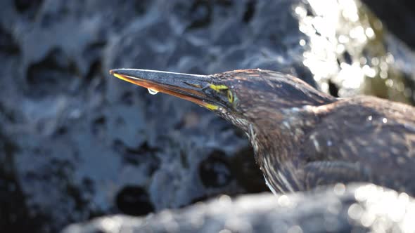 Close Up View Of Wet Lava Heron Perched In Between Lava Rocks In The Galapagos. Slow Pan Right