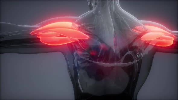 Deltoid - Visible Muscle Anatomy Map alt