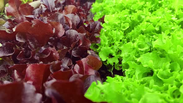 Green Lettuce Leaves and Red Lollo Rosso Salad Top View Slow Motion Camera Dolly Wiring