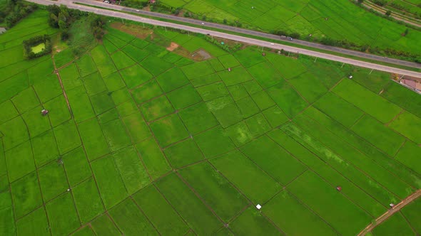 4K Aerial view of agriculture in rice fields for cultivation.