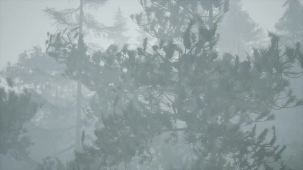 Cloudy Autumn Day in the Pine Forest with Fog