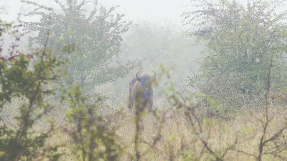 European bison bull looking into the camera,eating leaves,fog,Czechia.