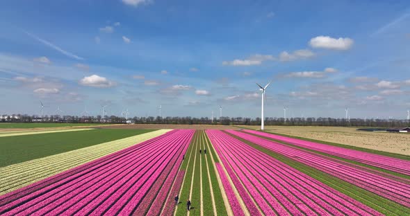 Row of Pink tulips and a wind turbine in Flevoland The Netherlands, Aerial view.