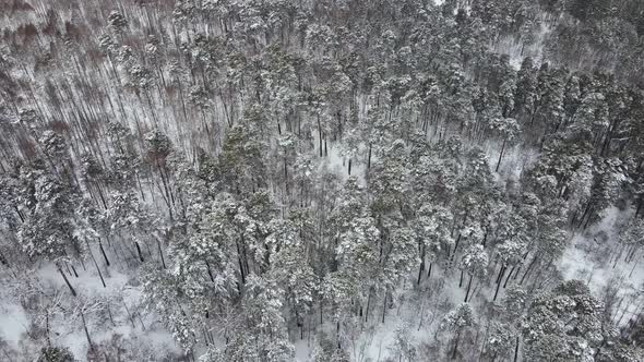 Winter Forest in Windy Weather