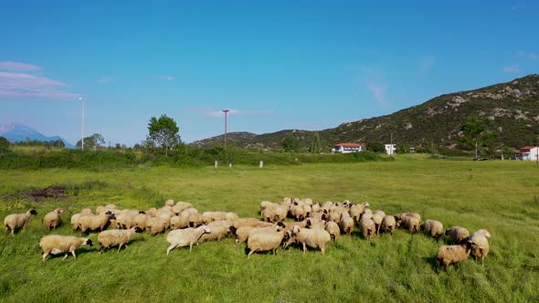 Aerial footage of sheep grazing in a lush green meadow with mountain in the background.