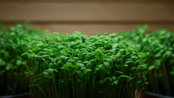 Closeup Growing Plants Timelapse Fresh Microgreens Grows in Timelapse Plant Growth in Fast Motion on