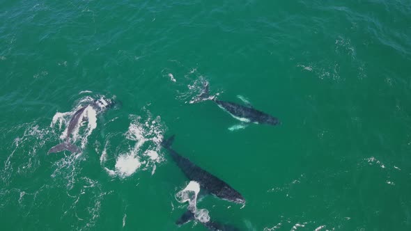 Aerial footage of a group of whales migrating and interacting with one another in Western Australia