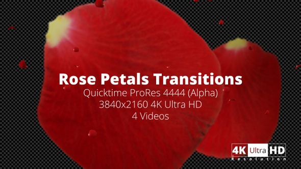 Rose Petals Transitions 4K