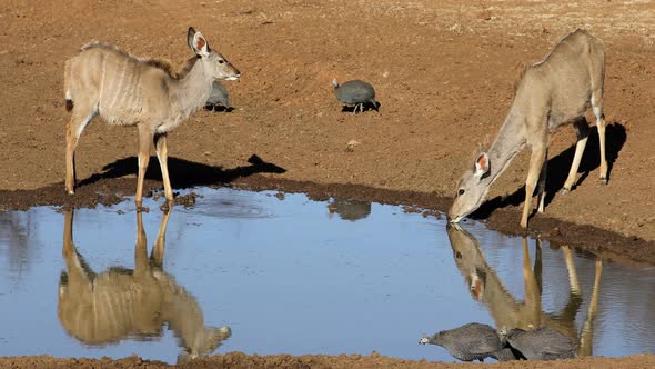 Kudu Antelopes And Guineafowls At A Waterhole