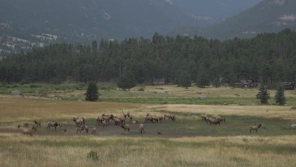 Heard of elk in field