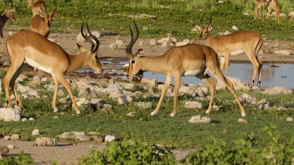 Imapala Antelopes Fighting - Etosha National Park