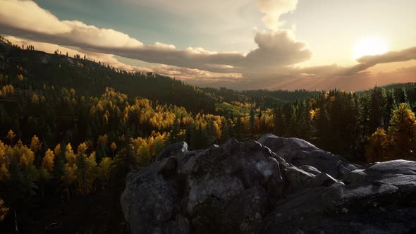 Summer Forest in Mountain Landscape