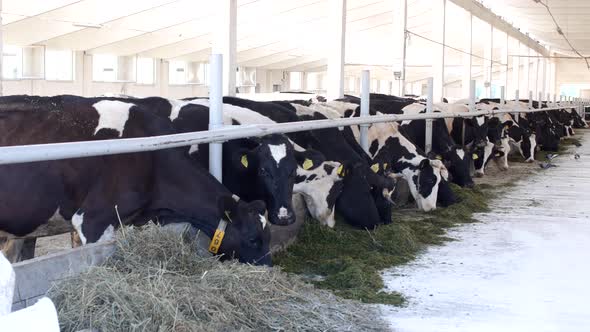 Cows Stand in the Stall and Eat Silage with Flour, the Farmer, Cows Eat Grass on the Farm, Ranch