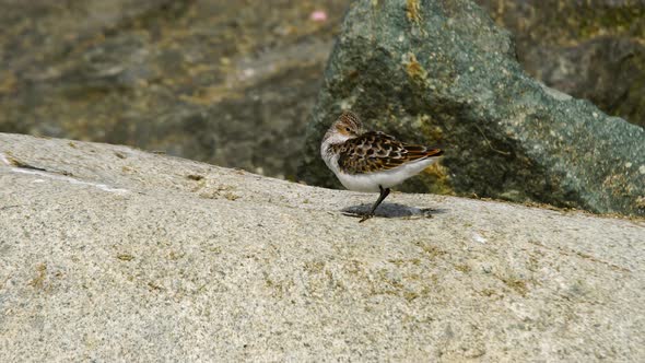 Little Stint