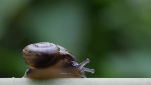 Life of snails in the nature