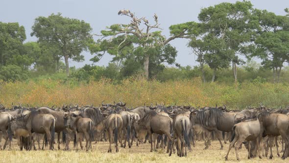 Herd of wildebeests in Masai Mara