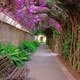 Beautiful Tunnel in a Park with Blooming Pink Spanish Bougainvillea Flowers - VideoHive Item for Sale