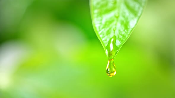 Super Slow Motion Macro Shot of Water Droplet Falling From Fresh Green Leaf at 1000Fps