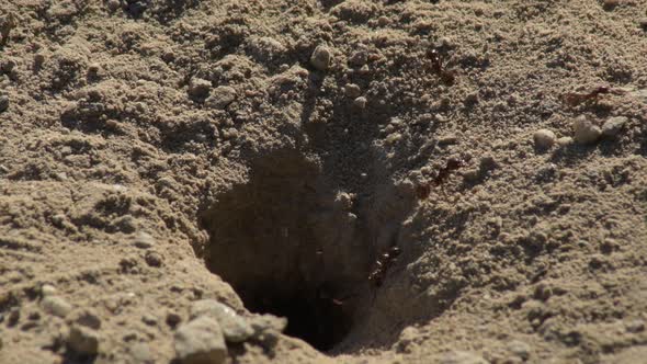 Ants around a Ant Hill