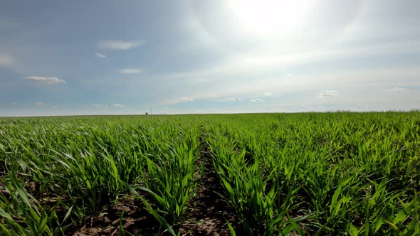 Green Field On A Background Of Blue Sky On A Sunny Day. Sunny Spring Day