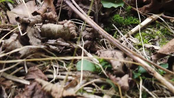 The land covered by the leaves is otherwise seen close up. Autumn leaves on the ground, shot from th