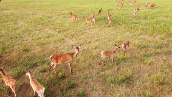 Herd of Roe Deer Running in Wild Nature Through Meadow