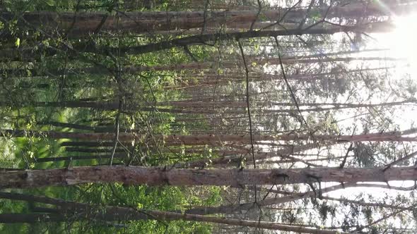 Vertical Video of a Forest with Pine Trees