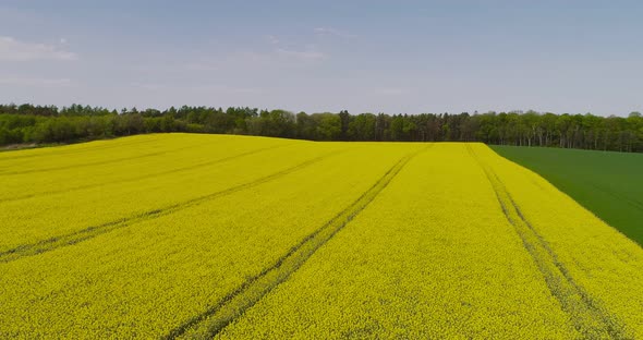 Scenic View of Canola Field Against Sky