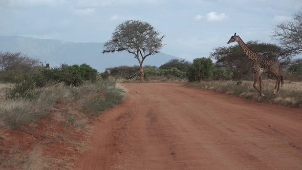 Giraffes. A family of giraffes walks on the savannah and eat tree leaves.