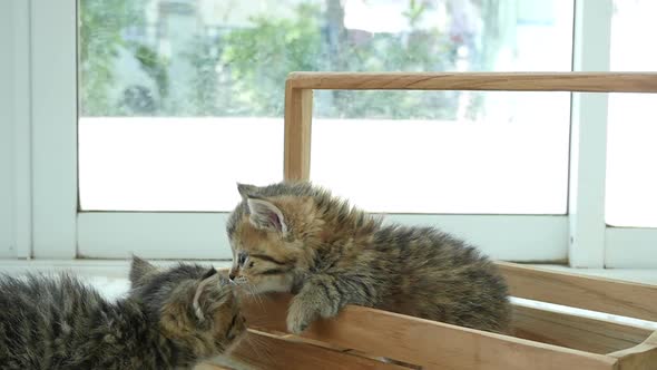 Cute Scottish Kittens Playing In Wood Box