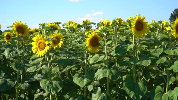 Beautiful Sunflowers Grow On The Field