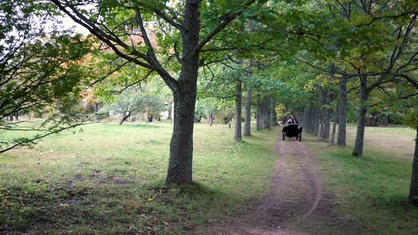 Horse carriage rides along the alley