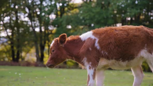 Wild brown calf walking in the meadow