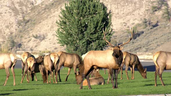 Bull Elk standing in grass as cow elk graze.